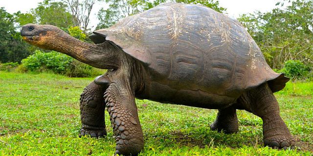 Themed adventure packages at crocodile giant tortoises park  (5)
